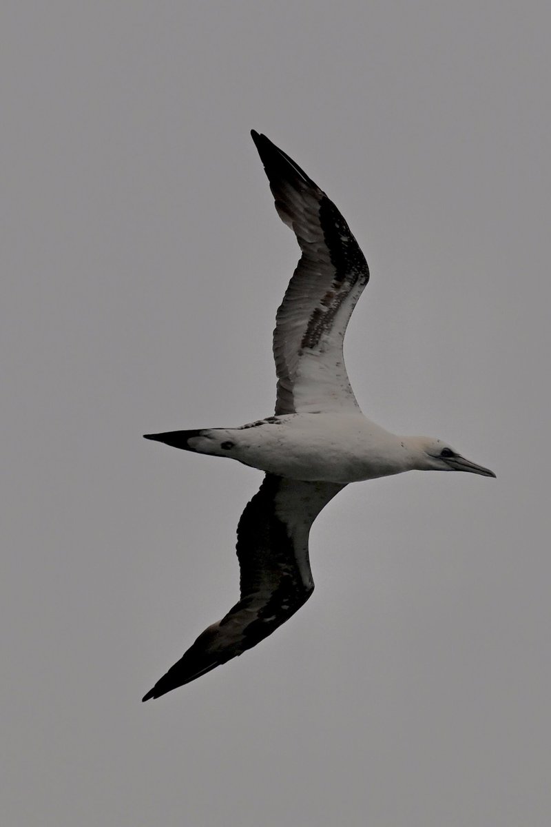 Humpback whales were the highlight of this past weekend. We saw Gannets and Bottlenose dolphins, Scoters galore. But the best was Humpback whales lunge feeding and kick feeding and lobtailing. 

We are already planning for next weekend’s trips aboard CMWW.com

“If