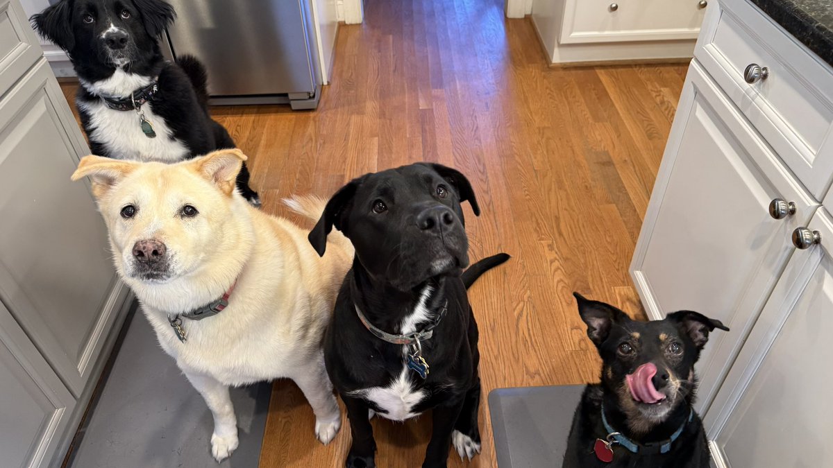 <a href="/rickygervais/">Ricky Gervais</a> My four rescues agree. They also suggested you find a way to get your booze Stateside so we in the Colonies can enjoy, too.