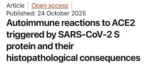 New research shows the SARS-CoV-2 spike protein alone can trigger an autoimmune attack on ACE2 - the same receptor the virus uses to enter cells - leading to lung and kidney injury even without viral infection.