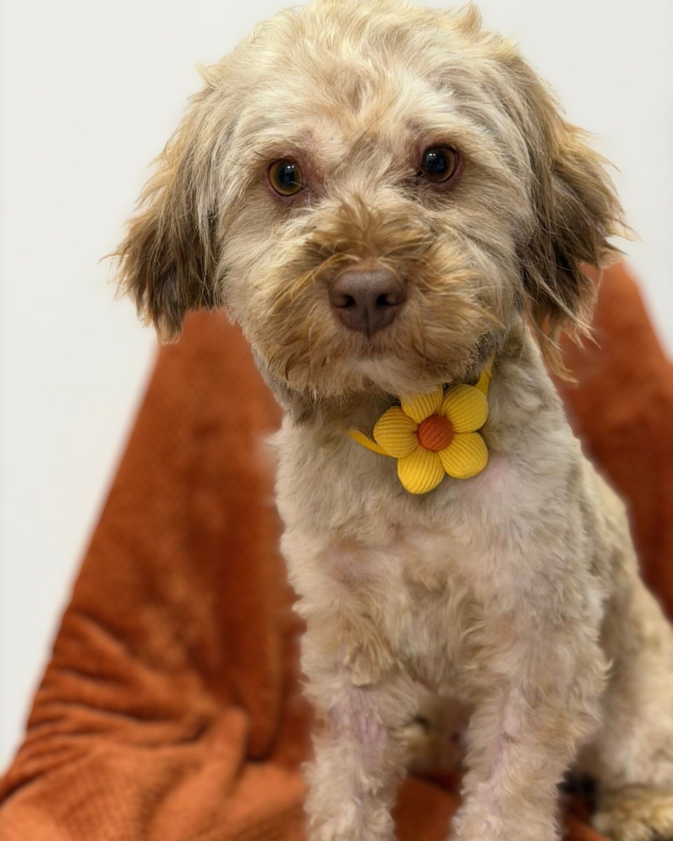 Meet Dougal - he is currently in Macedonia but ready to travel. He is a young boy who was rescued from life on a chain. His voice was almost gone from calling for help - but once rescued, his sweet, bright personality emerged instantly
pawpersintheruff.com/dougal
#Kent #Essex #Sussex