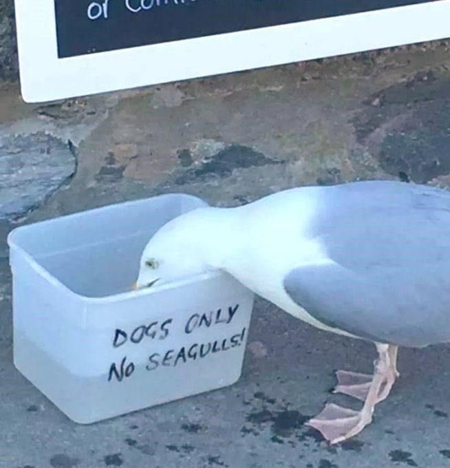 inkdupshotty's tweet photo. @RLewisReports might need to get the big gull movement some more recognition. It’s getting out of hand 😂😂😂 https://t.co/U1uT3H7c4r