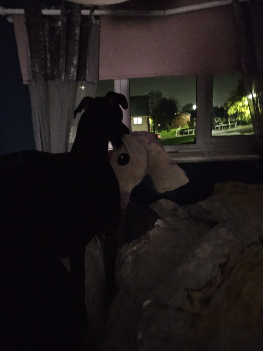CooperWhippet's tweet image. Got my teddy and looking at the skybooms 💙🐕🐾