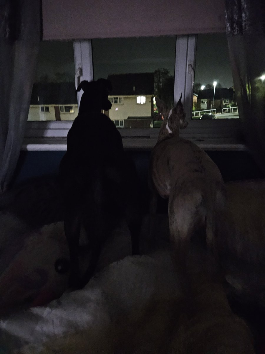 CooperWhippet's tweet image. Being very brave 😍😊💙🐕🐾