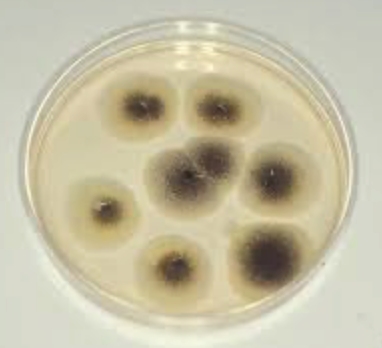 Added citric acid is made from black mold - aspergillus niger One man ...