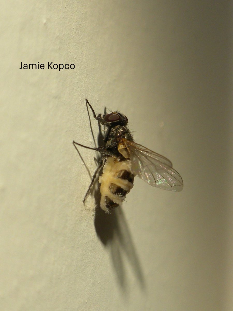 PSUpested's tweet image. Just in time for Halloween, a deadly fungus infects a house fly, causing it to grip its perch and die. Fungal spores then erupt from its back, raining down zombifying spores. Watch the action: buff.ly/SLzedw6