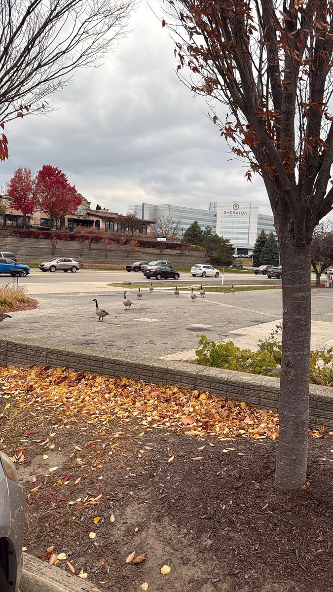 ButlerKedan's tweet image. Don’t let anyone tell you global warming isn’t real cuz why are these fuckass birds still here in NOVEMBER???