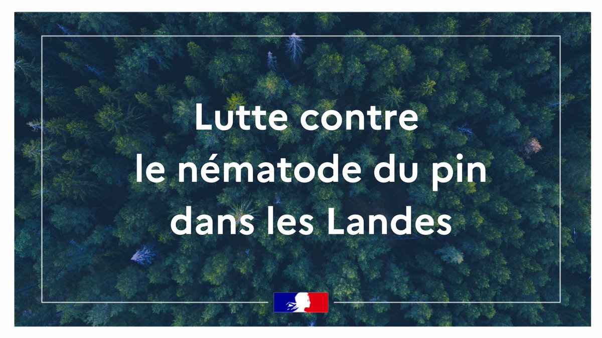 #Environnement l Lutte contre le nématode du pin dans les Landes 🌲

Un parasite appelé nématode du pin a été détecté sur la commune de Seignosse.
Ce ver microscopique s’attaque aux pins et peut provoquer leur dépérissement rapide.

Pour protéger nos forêts et éviter que la