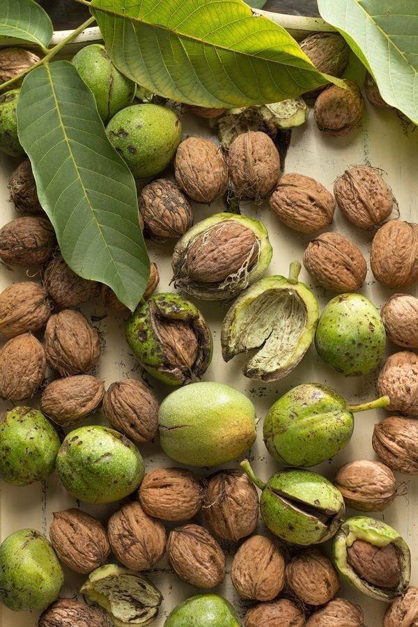 UshaarPk's tweet photo. Premium Walnuts 
Fuel your day with the power of nature! 🌰💪 Fresh, organic walnuts packed with omega-3s and crunch — straight from Gilgit-Baltistan to your table. 🏔️✨ #HealthySnacking #OrganicWalnuts #UshaarNaturals https://t.co/mf9C55G1LE