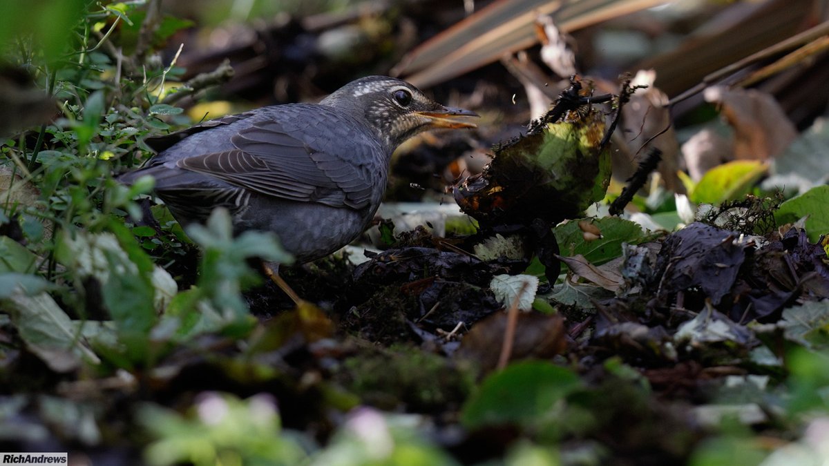 Rich Andrews tweet media