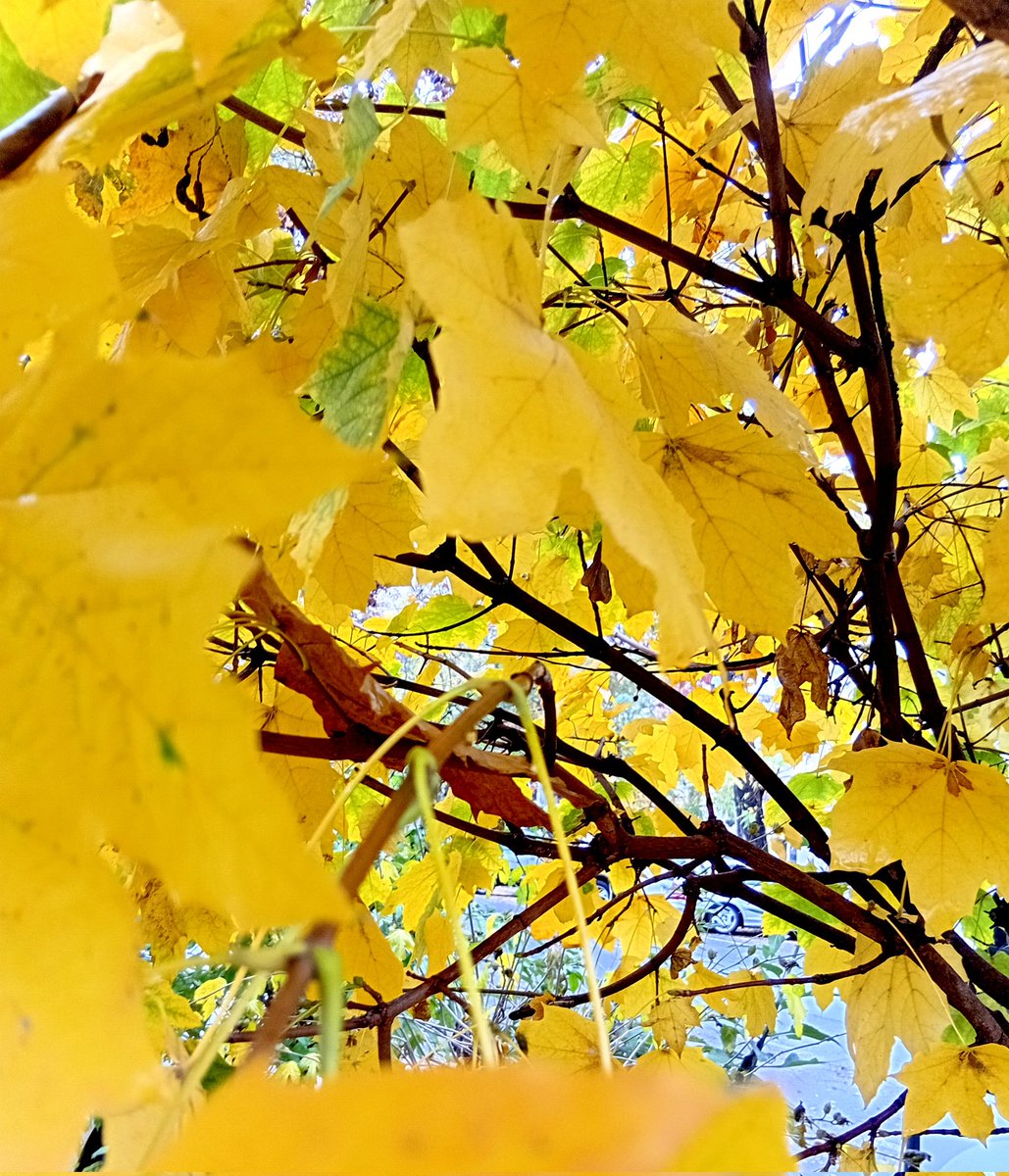 Катерина Галич tweet media