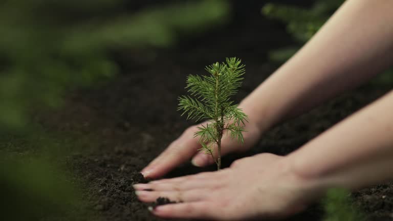 As part of the state’s annual Arbor Day tree planting program, all fourth graders in the 24th Senate District and throughout Wisconsin are eligible to receive a free tree seedling.

Fourth-grade principals, teachers and homeschooling parents can place an order by clicking on the