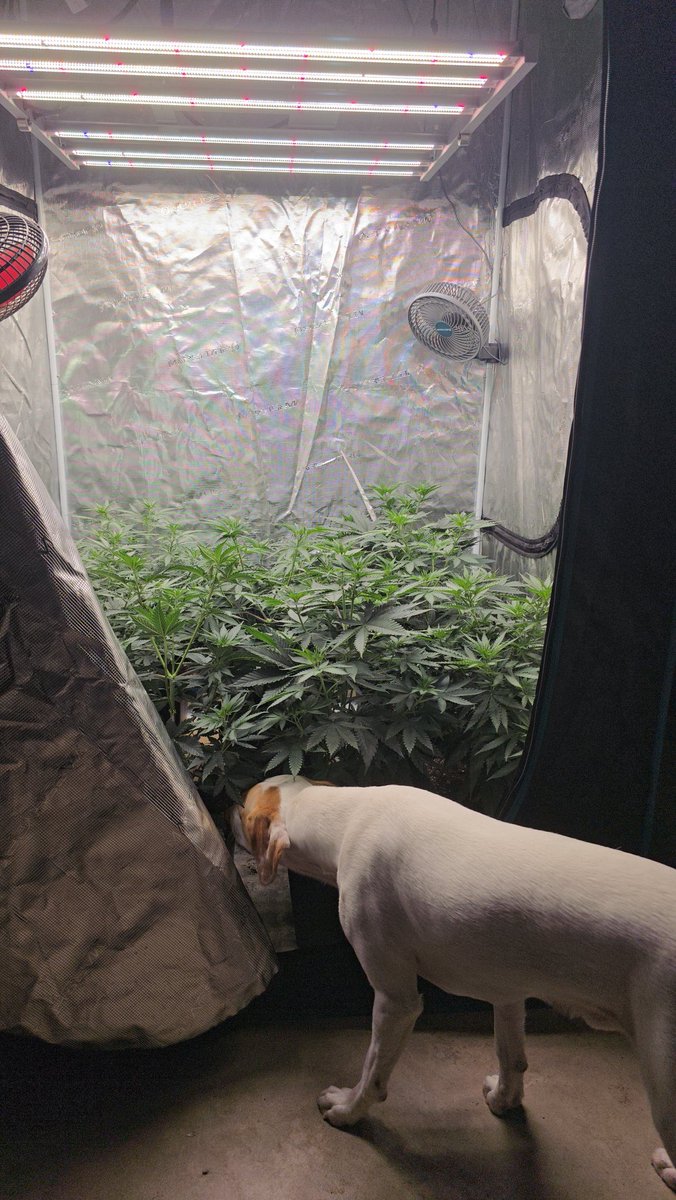 GreenAutoConsumo tweet media