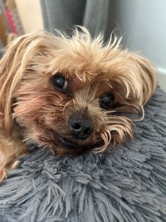 Alison_RootsHR's tweet photo. This pawst is definetly written by the hooman boss. She say i working very hard and need all the treats..
..Now... right now...
😆🐶 https://t.co/IfIpId6nj9