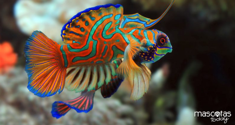 MascotasToday's tweet photo. Pez Mandarín, dragón de agua salada muy buenos dias a todos nuestros amigoshttps://mascotastoday.com/pez-mandarin/ https://t.co/eIyXMPZtZf