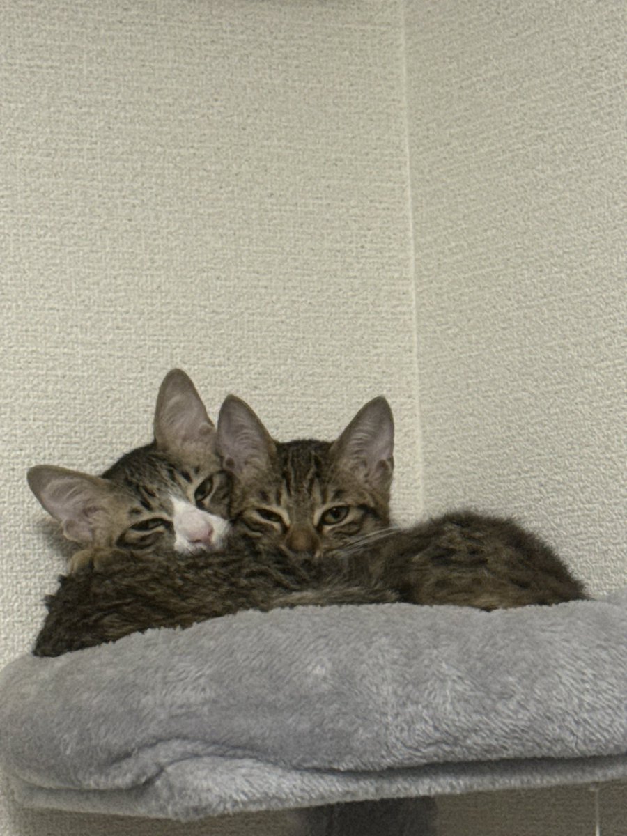 寝る時はいつも一緒