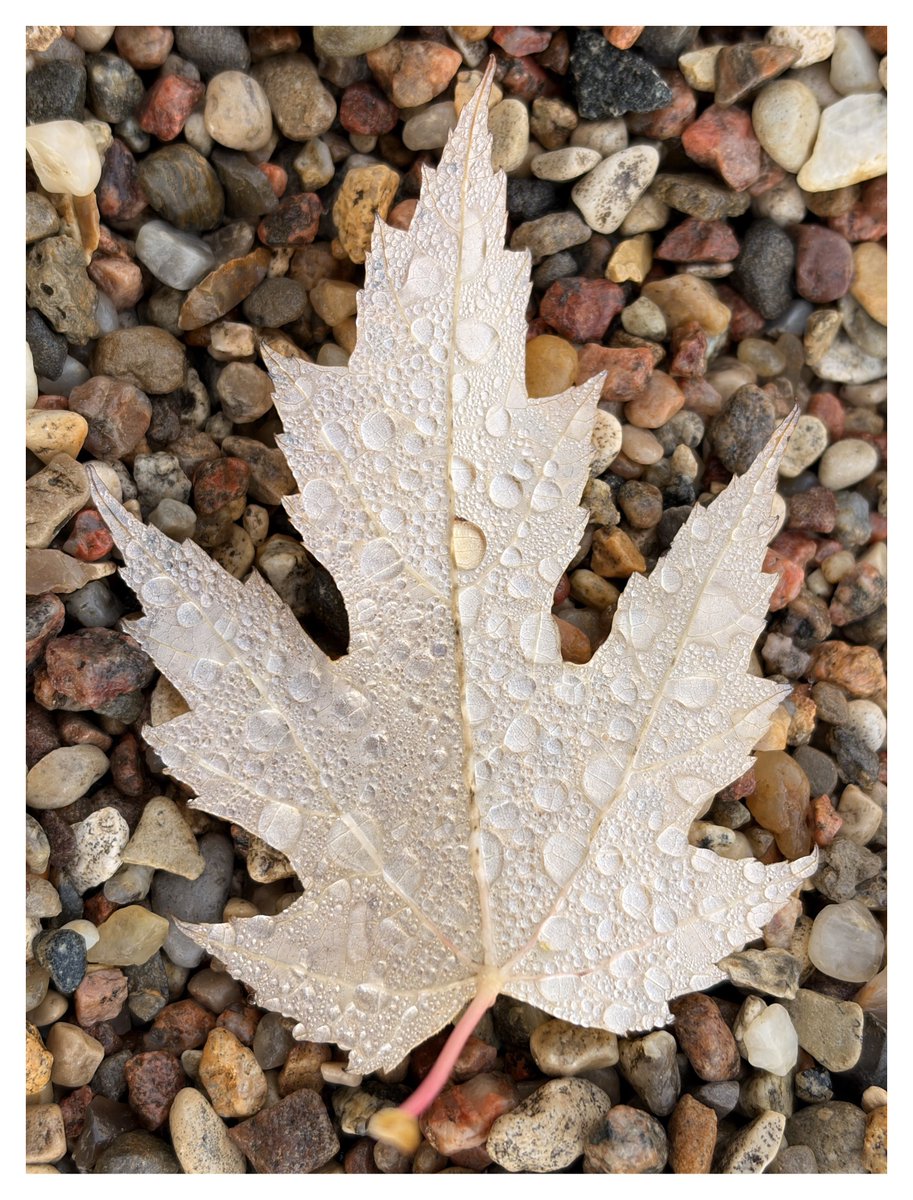 Jesienne klimaty, na które dosłownie wpadłem 🥾🍁😊. 

Po więcej zapraszam na swój Instagram: threads.com/@bardzi?igshid…

#shotoniphone