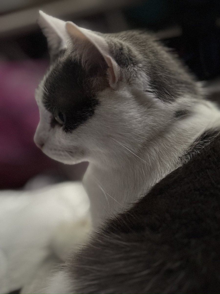 ⁰༻Esᴘᴇᴏɴ Wɪʟʟᴏᴡ༺⁰﹨The Backrooms﹨#BringBackWillow tweet media