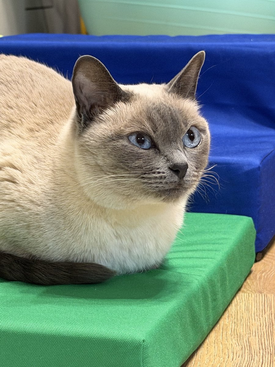 Снова купила телефон за бешеные деньги, чтобы фоткать кошку и ребенка в качестве