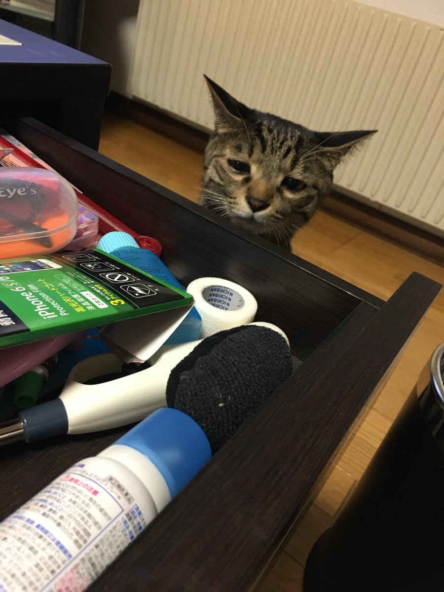 にゃんとまぁ～(ФωФ) まぁる🦖🔜Infurnity on X