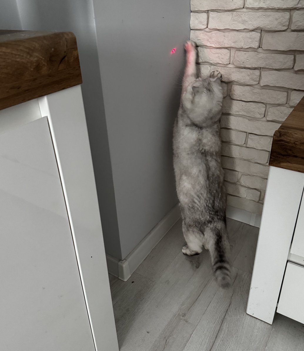Zhurekk's tweet photo. @freedomfactory Even my cat vibed with the laser pointer of dGEN1 https://t.co/P8bBfhDusl