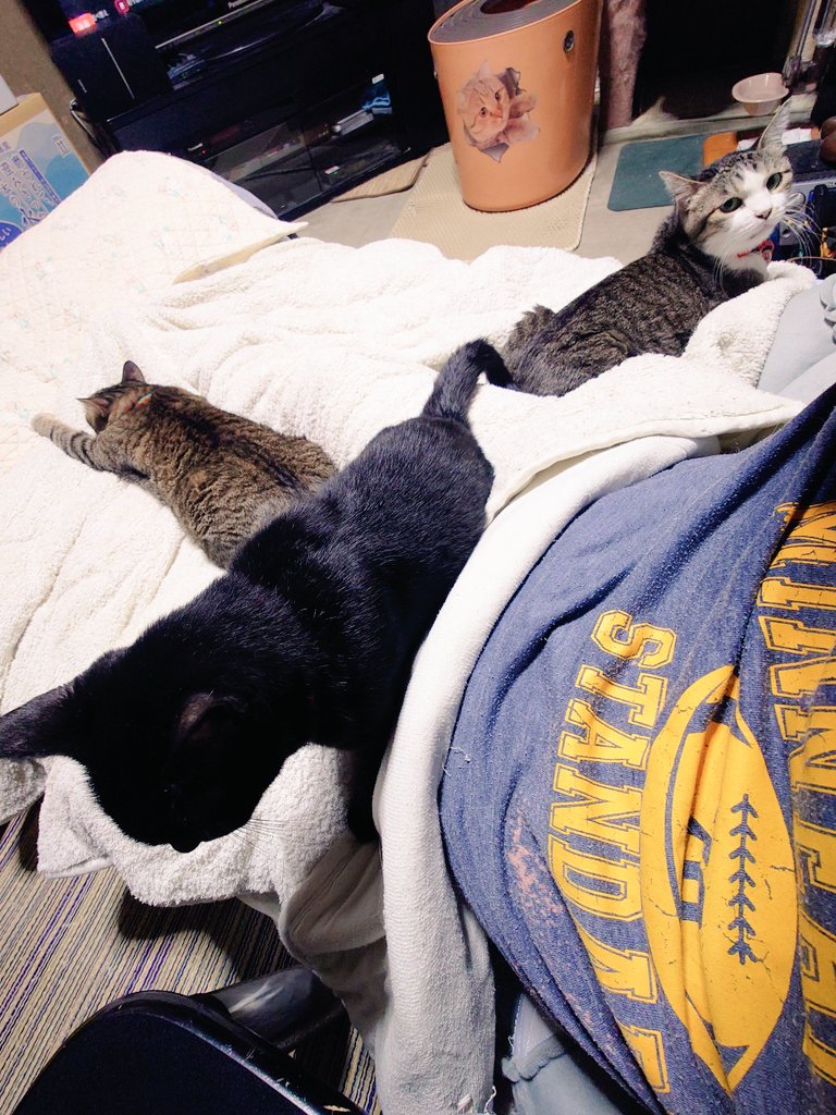 悪魔君†《中6🐈外2+!?》寒がりの暑がり˙˚ʚ😈ɞ˚˙ on X