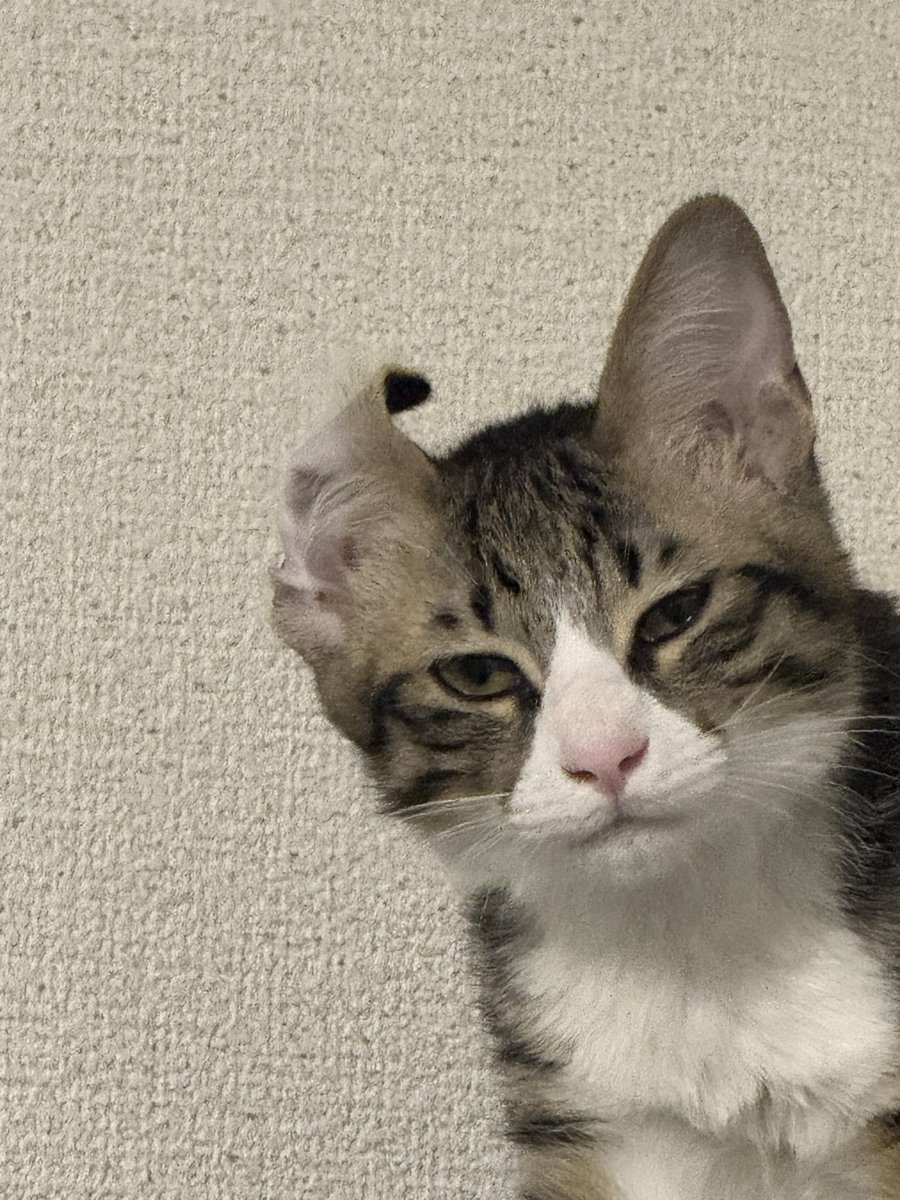 最近見た中で一番笑ったww
ガンつけてるの草