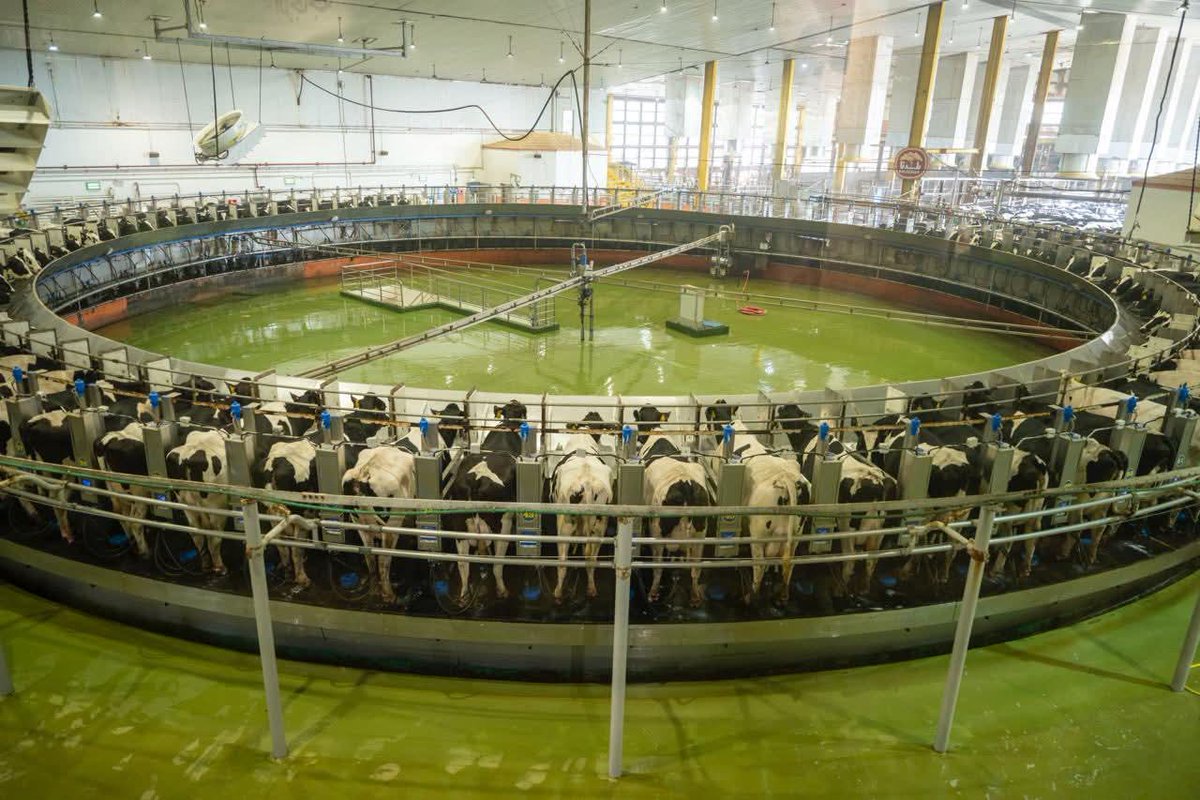 President William Ruto;"Kenya is Scaling Up Livestock Production Under The Bottom-Up Economic Transformation Agenda. Speaking in Qatar After Touring Baladna Food Industries, He Noted Kenya Aims to Hit 10B Litres Of Milk a Year and Tap Valuable Lessons From Qatar’s Dairy Success.