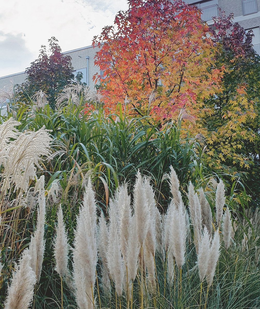 GFMGartenmarkt's tweet photo. #Gartenpflege im #Herbst: Zur Winterruhe darf man die #Gräser und #Stauden stehen lassen. Auch im #Laub wohnen Lebewesen, die nicht in den Müll gehören. Sie ernähren andere Lebewesen oder überwintern. Das Laub selbst ist für den #Garten ein Wertstoff. https://t.co/znQOAKB4Ie https://t.co/ctIQFZJkfn