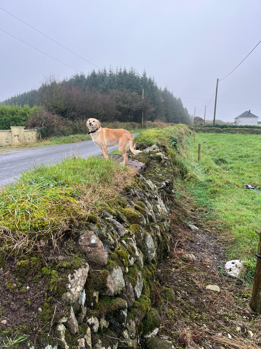 Lost dog wandering around Ballyhillogue please contact
Noel (086) 247 0405 if you know who Owns dog. Thanks
