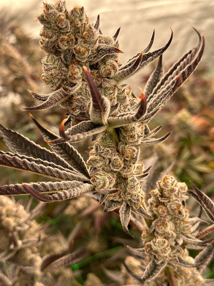 Harvest📸✂️💚