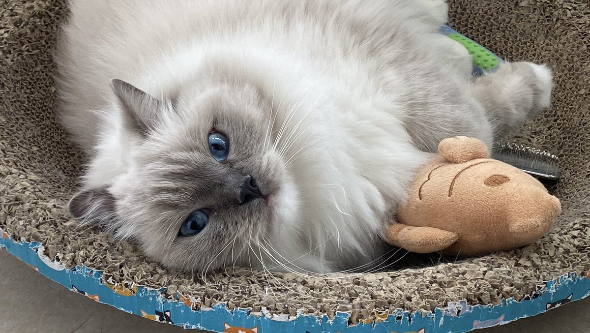 api_beer's tweet image. 眼睛像宝石