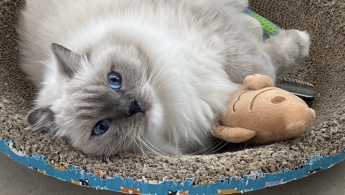 api_beer's tweet image. 眼睛像宝石