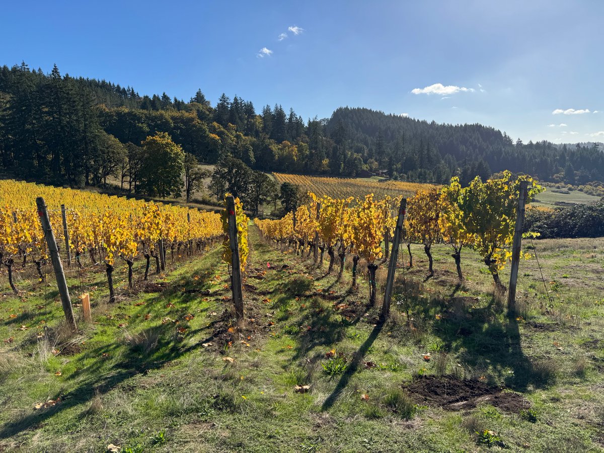 Tracy &amp; Aaron Kendall are the force behind Folly of Man,  a vineyard project in Oregon where soil health and site expression lead the way, and the results speak for themselves: tinyurl.com/mffzzvk7
#Orwine #wine #WineWednesday