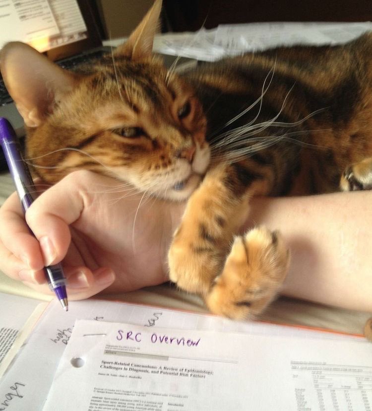 Los gatos suelen interrumpir el trabajo humano porque interpretan el movimiento del lápiz o la computadora como una señal de atención. Para ellos, la mano que escribe o el teclado que se mueve son extensiones del vínculo.