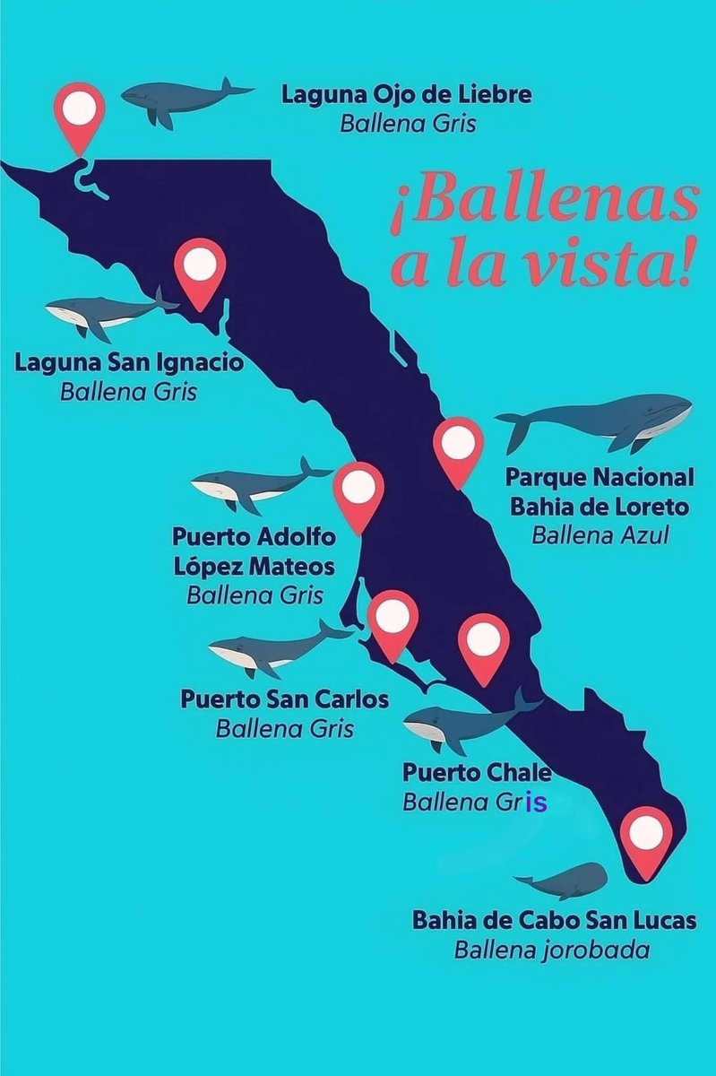 PostBajaSur's tweet photo. 🔊El paraíso mundial de las ballenas 🐳
Cada año, de diciembre a marzo, las ballenas gris y azul migran miles de kilómetros desde el Ártico hasta las cálidas aguas de #BCS 🔝
¿Sabías que... Baja California Sur es uno de los lugares más importantes del mundo para ver  🐋 grises? https://t.co/OXKBp5dVXi