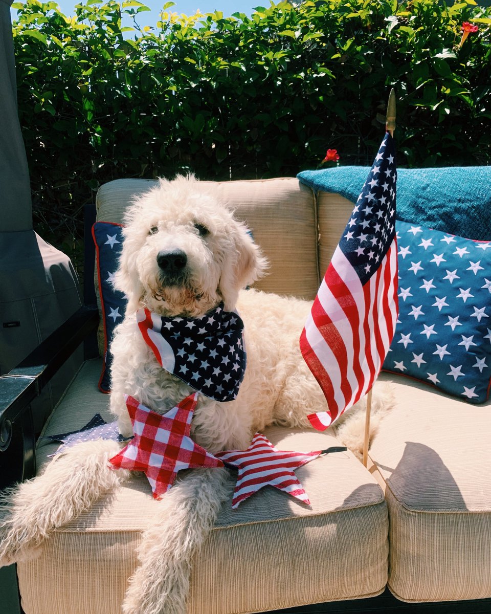 thesopawsome's tweet photo. My golden doodle believes they are a human trapped in a fluffy dog suit. 🤷 #HumanDog #GoldenDoodlePersonality #DoodleLife #FunnyDoodle #DoodleNation https://t.co/tP3K5tmUOo