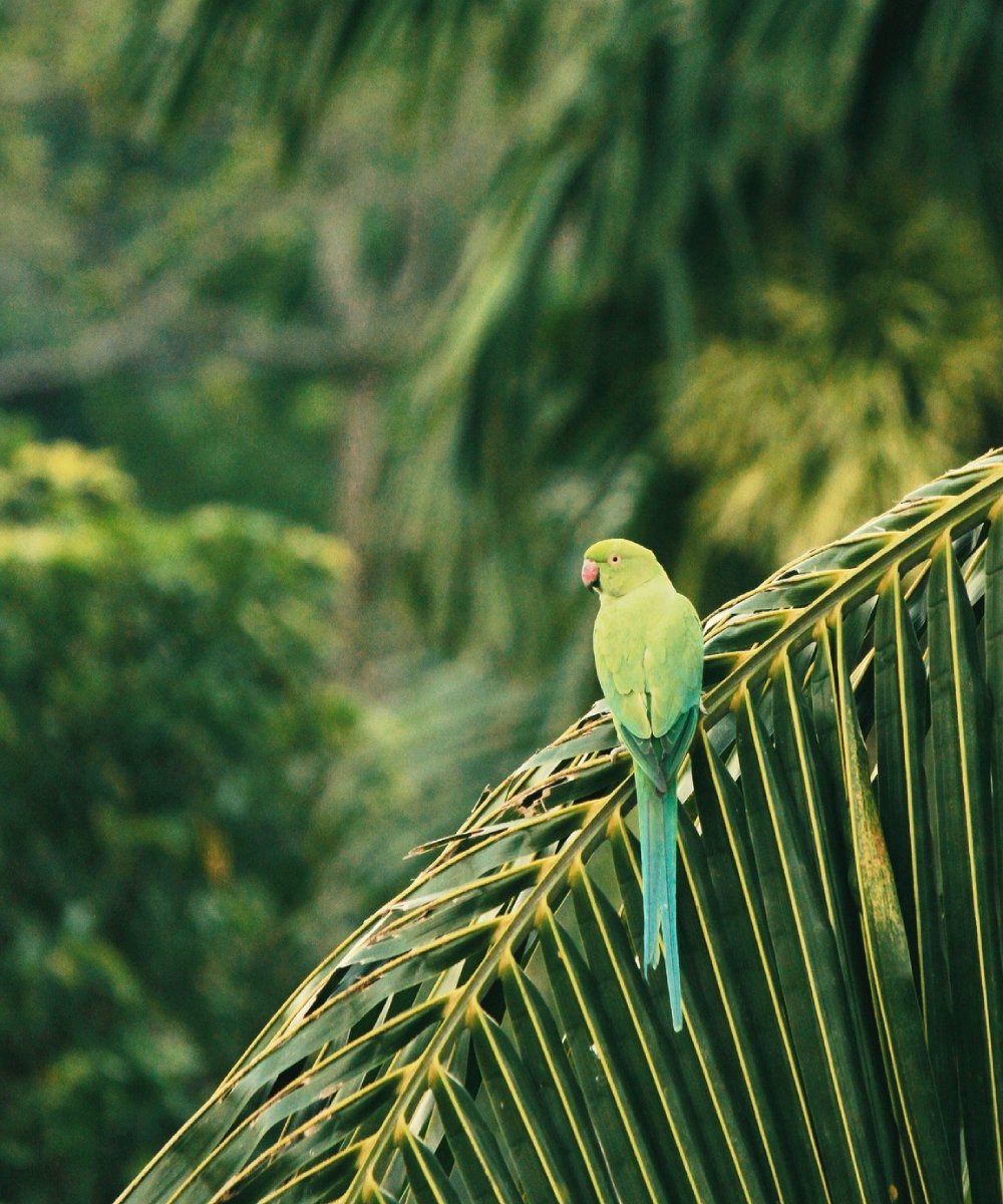 CHABLÉ YUCATÁN, HARMONIE MAYA
Entre jungle et hacienda, Chablé Yucatán marie héritage et bien-être. Autour d’un cenote sacré, chaque villa invite à la sérénité, chaque soin à la reconnexion.
☞ tselana.com/hebergements/c…
#TselanaTravel #ChableYucatan #LuxuryRetreat #Virtuoso