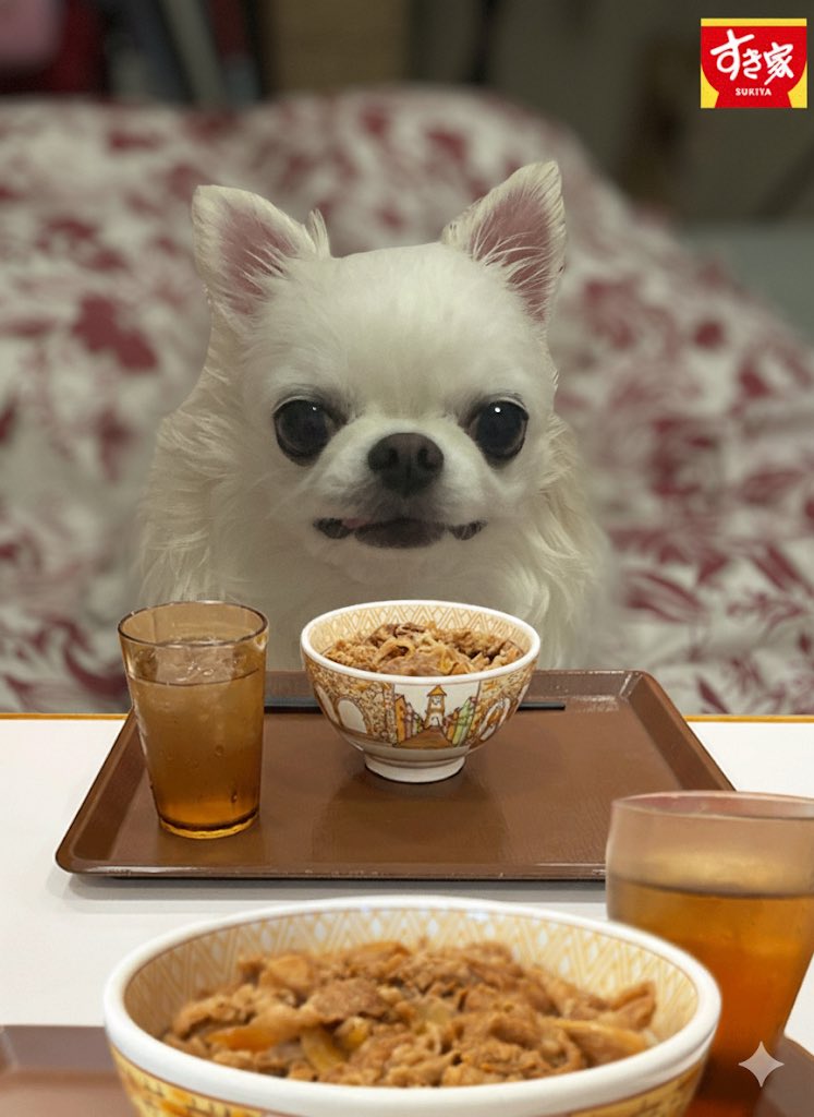 11月4日は過ぎてしまいましたが、とりあえずやっとこ😅
犬用の牛丼ってことで。

#いい推しの日　 #すき家
