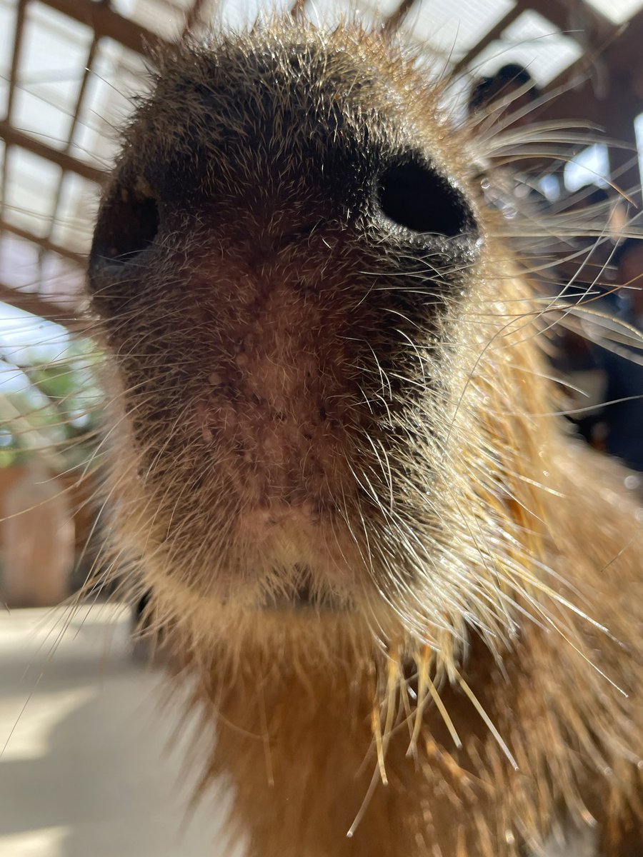 ぬーん🐽
#カピバラ
#capybara