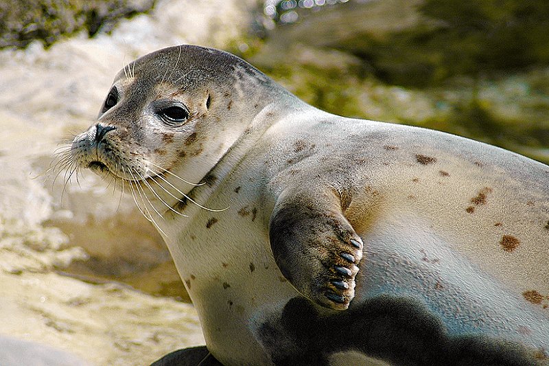pleaseee sign this petition for the mediterranian monk seals 💔 theyre doing unnecessary construction above a super important cave for the seals and if the cave collapses the population may never recover 

c.org/wFrDKbVG5Z