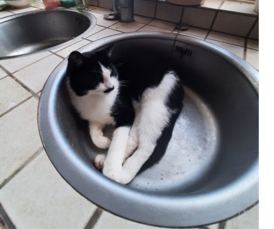 Guusje is weer thuis.
Na drie (lange) maanden weggeweest te zijn, kwam ons Guusje vandaag weer aangelopen. Waar ze al die tijd is geweest? Geen idee. Ze ziet er goed uit, nog altijd aanhankelijk. Heeft inmiddels haar favoriete plek in... Lees verder: amivedi.nl/deel-je-verhaa…