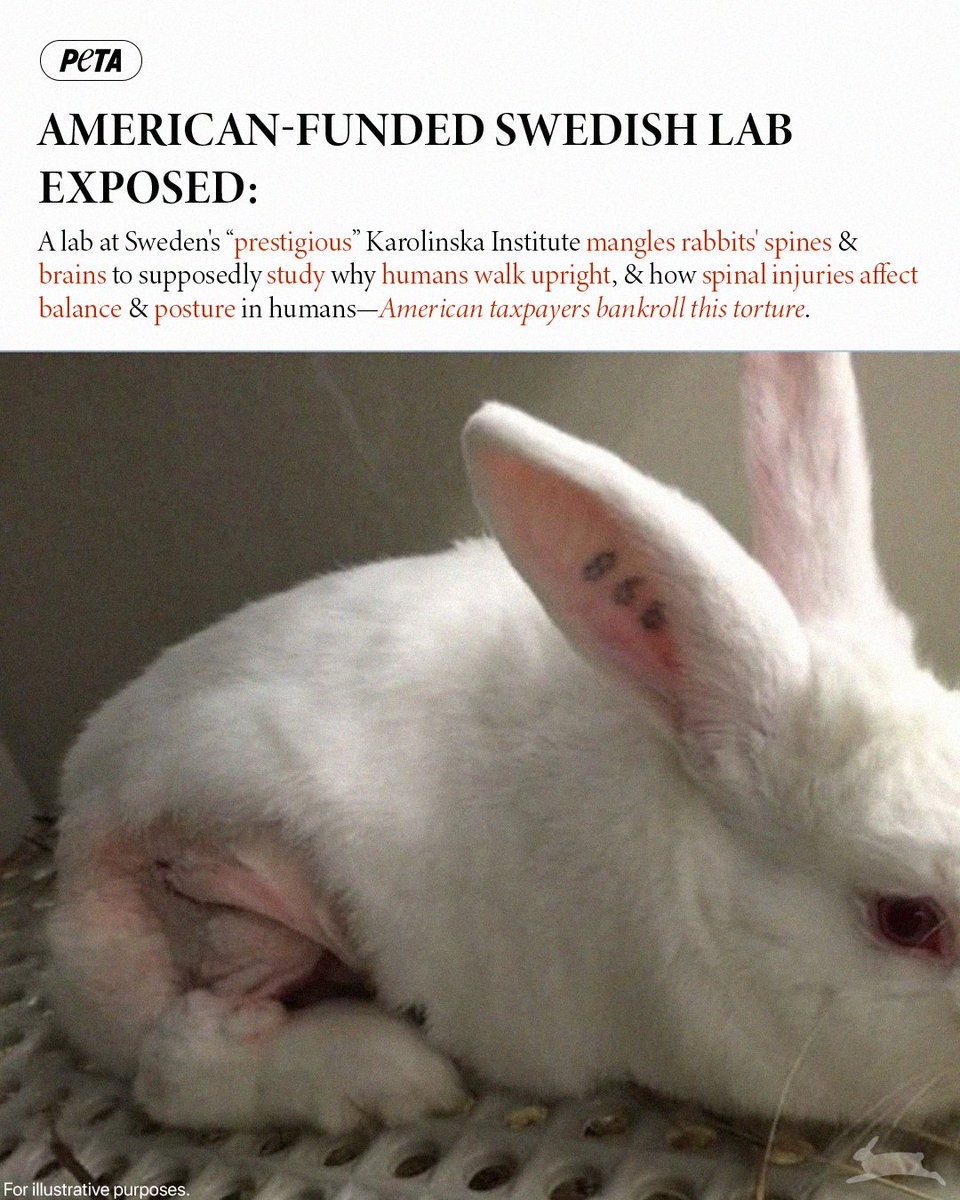 peta's tweet photo. Rabbits scream in pain, others with mangled brains & spines that leave them unable to walk, groom, & eat—THIS is what's happening in a Swedish lab.

@NIH has bankrolled its spine-crushing experiments for nearly 20 years! It’s sickening that American taxpayers pay for this atrocity.