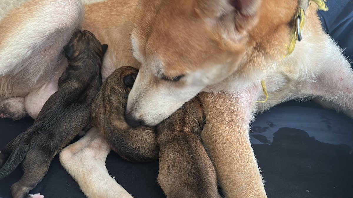 Shiba Soaps and Scrubs tweet media