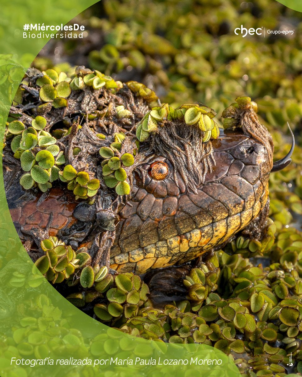 CHECGrupoEPM's tweet image. Fotografía realizada por maría Paula Lozano Moreno, participante del Concurso de Fotografía Ambiental XVIII Corpocaldas -CHEC, en la categoría Fauna. 

Nombre de la foto: Monstruo de los llanos 

#ConcursodeFotografía #CHEC #MiércolesdeBio