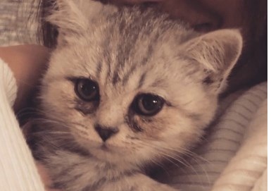 Angel is weer terug.
Angel is terug en dat op haar verjaardag. Het is te bijzonder.
Gisteravond/-nacht heb ik de achterdeur van de woonkamer opengelaten, brokjes, water en vlees binnen gezet, in de hoop dat ze naar binnen zou komen. Mijn... Lees verder: amivedi.nl/deel-je-verhaa…