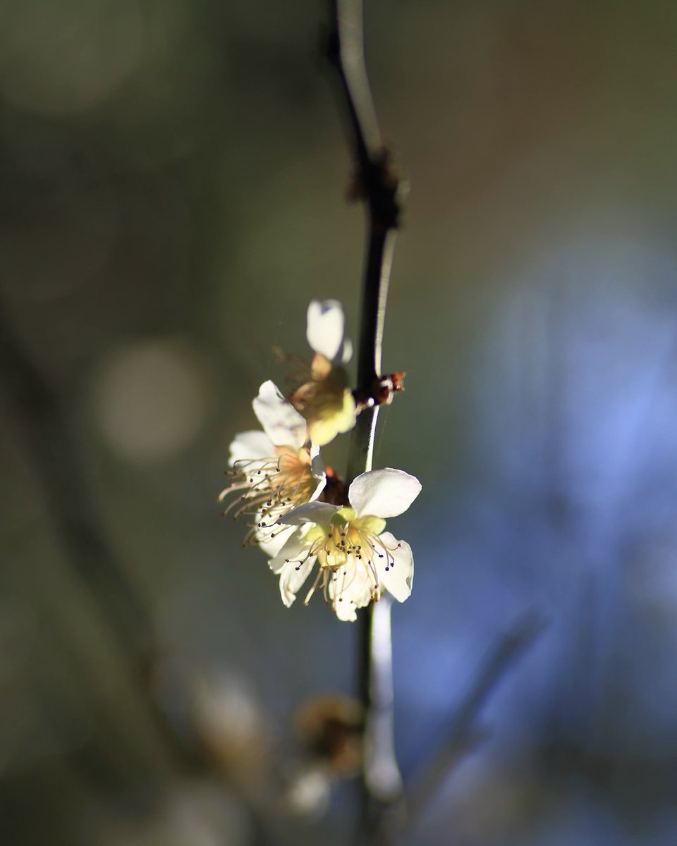 PhotoYamakawa's tweet image. Budding love❤️

#DisabledArtist #InvisibleDisability #Photography #NaturePhotography #NatureLovers #VisualPoetry #NFTPhotography