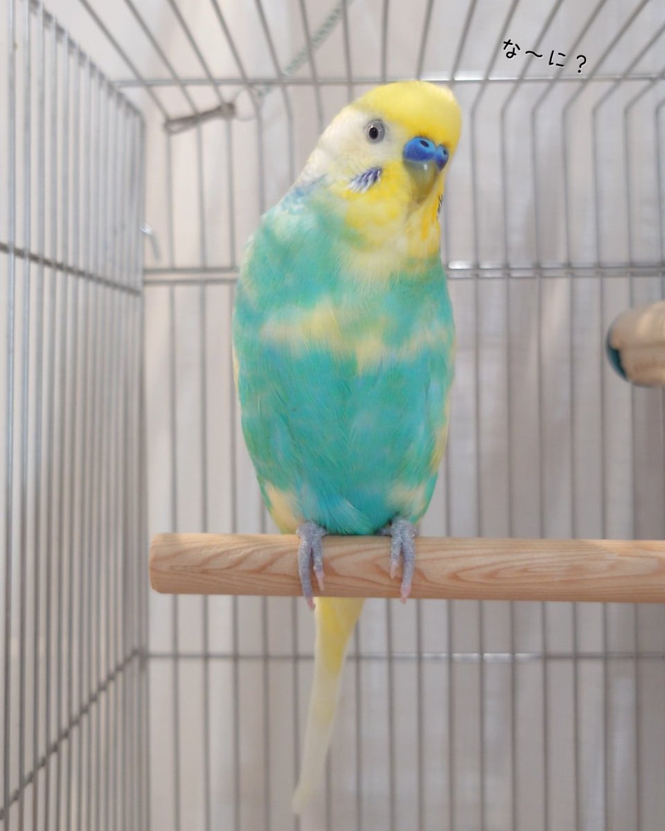 プリンちゃん、そこはチルちゃんのお家じゃないかな？？