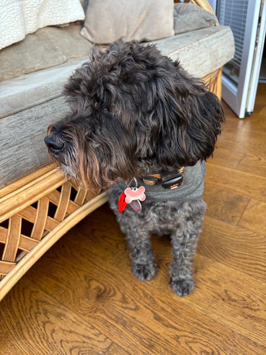 I don’t want to be a kill joy but I’m scared. Please can it be over soon 🎆🧨🐾