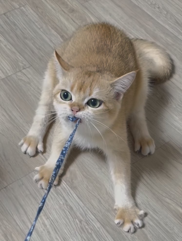 gratis_fuchs's tweet image. Supersüse Augen! 💚💚