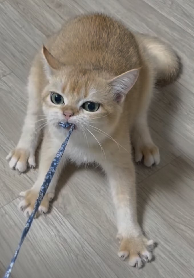 gratis_fuchs's tweet image. Supersüse Augen! 💚💚